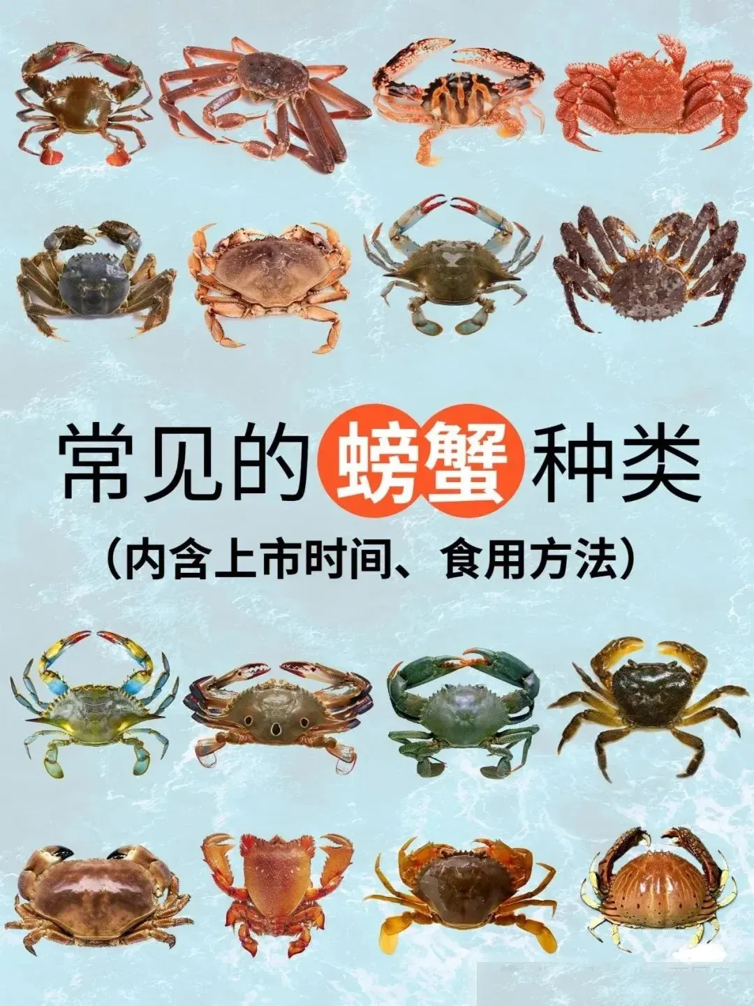 霞浦滩涂里的 “秘密”第一期：解锁螃蟹