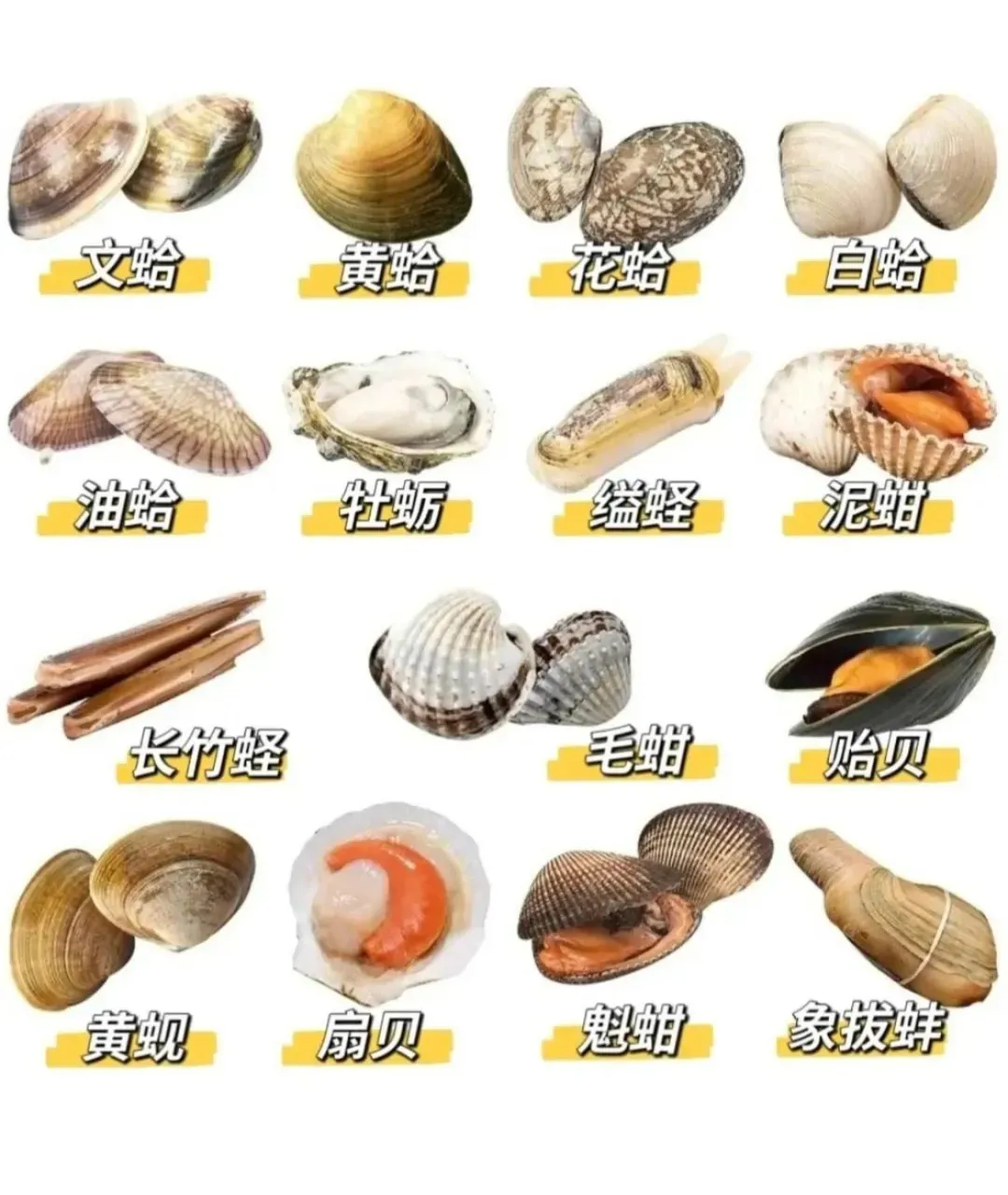 霞浦滩涂里的 “秘密”第五期：各种贝类外形特征