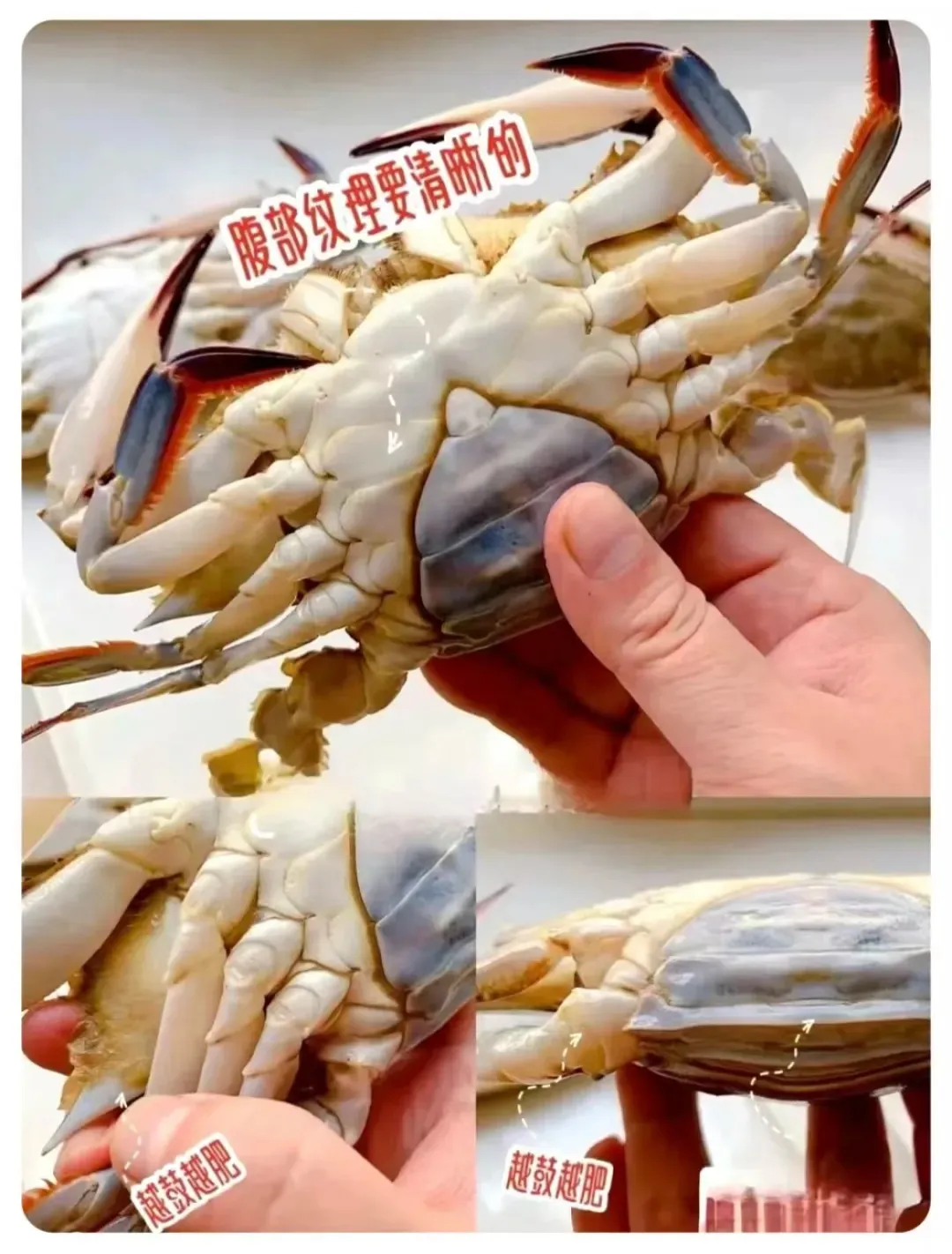 霞浦滩涂里的 “秘密”第八期：放大招！图解如何挑选梭子蟹！
