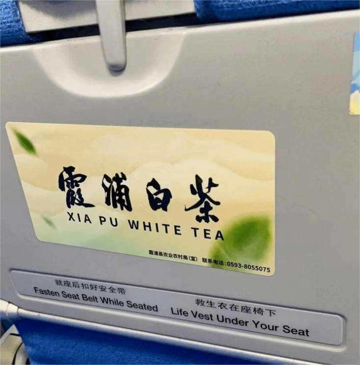 霞浦白茶