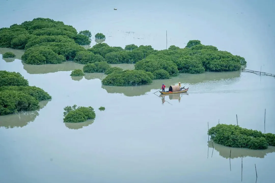 在霞浦盐田，遇见红树林：潮涨潮落间的生态密码